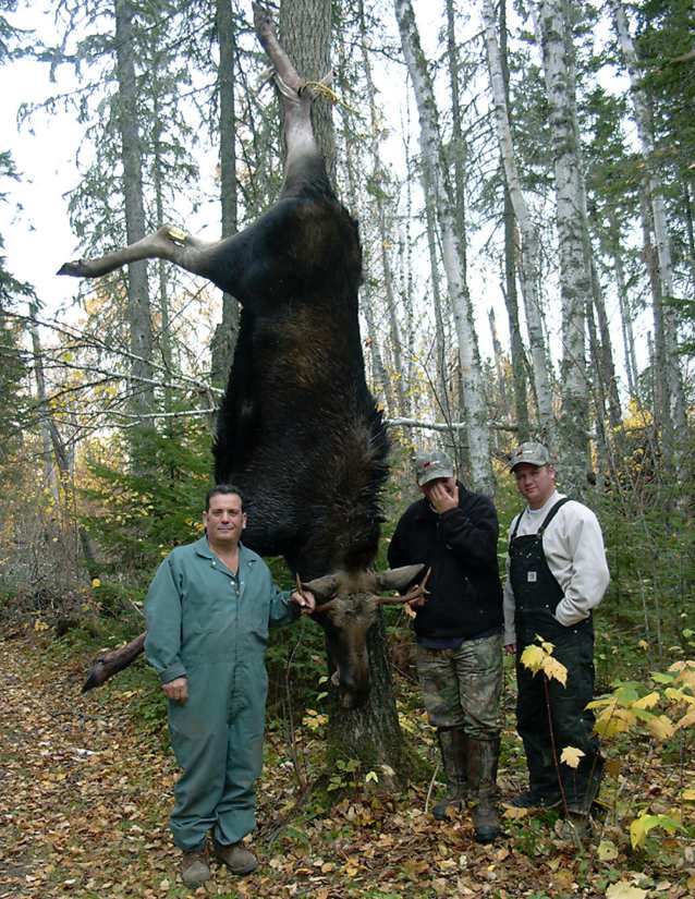 Alaska Resident Moose Tag at Evelyn Kershner blog